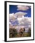 Elephant in Etosha National Park, Namibia-Walter Bibikow-Framed Photographic Print