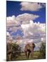 Elephant in Etosha National Park, Namibia-Walter Bibikow-Mounted Photographic Print