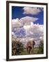 Elephant in Etosha National Park, Namibia-Walter Bibikow-Framed Photographic Print