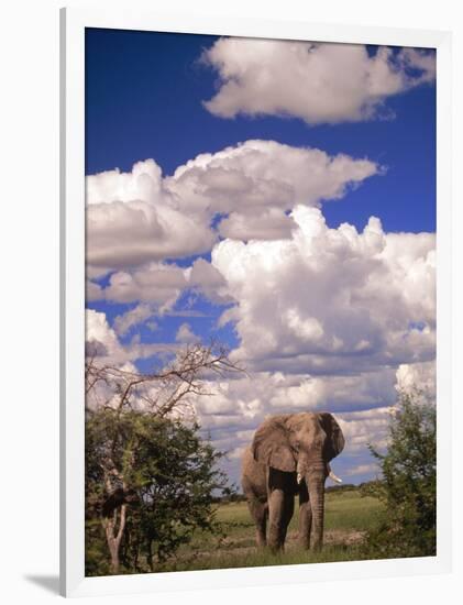 Elephant in Etosha National Park, Namibia-Walter Bibikow-Framed Photographic Print