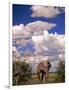 Elephant in Etosha National Park, Namibia-Walter Bibikow-Framed Photographic Print