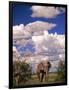 Elephant in Etosha National Park, Namibia-Walter Bibikow-Framed Photographic Print