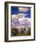 Elephant in Etosha National Park, Namibia-Walter Bibikow-Framed Photographic Print