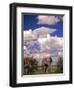 Elephant in Etosha National Park, Namibia-Walter Bibikow-Framed Photographic Print