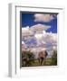 Elephant in Etosha National Park, Namibia-Walter Bibikow-Framed Photographic Print