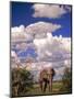 Elephant in Etosha National Park, Namibia-Walter Bibikow-Mounted Photographic Print