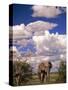 Elephant in Etosha National Park, Namibia-Walter Bibikow-Stretched Canvas