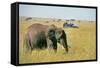 Elephant in Kenya-Buddy Mays-Framed Stretched Canvas