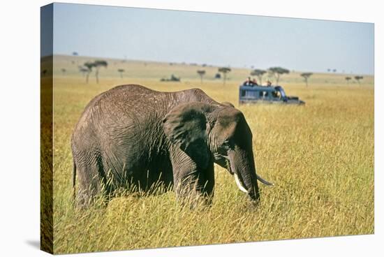 Elephant in Kenya-Buddy Mays-Stretched Canvas