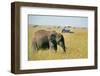 Elephant in Kenya-Buddy Mays-Framed Photographic Print