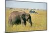 Elephant in Kenya-Buddy Mays-Mounted Photographic Print