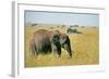 Elephant in Kenya-Buddy Mays-Framed Photographic Print