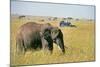 Elephant in Kenya-Buddy Mays-Mounted Photographic Print