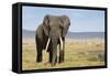 Elephant in Ngorongoro Conservation Area, Tanzania-Paul Souders-Framed Stretched Canvas