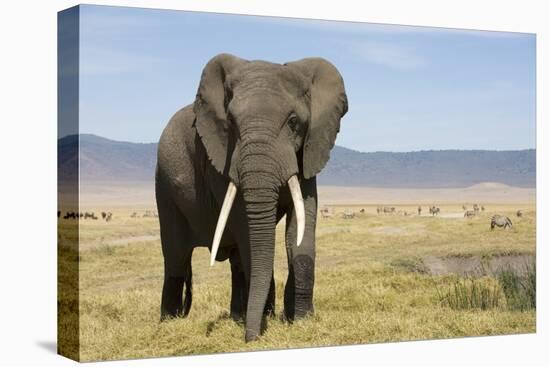 Elephant in Ngorongoro Conservation Area, Tanzania-Paul Souders-Stretched Canvas