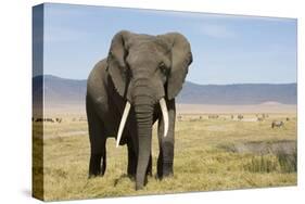 Elephant in Ngorongoro Conservation Area, Tanzania-Paul Souders-Stretched Canvas