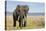 Elephant in Ngorongoro Conservation Area, Tanzania-Paul Souders-Stretched Canvas