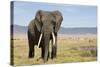 Elephant in Ngorongoro Conservation Area, Tanzania-Paul Souders-Stretched Canvas