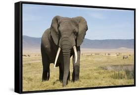 Elephant in Ngorongoro Conservation Area, Tanzania-Paul Souders-Framed Stretched Canvas