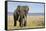 Elephant in Ngorongoro Conservation Area, Tanzania-Paul Souders-Framed Stretched Canvas