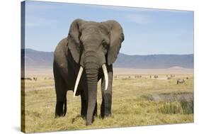 Elephant in Ngorongoro Conservation Area, Tanzania-Paul Souders-Stretched Canvas