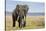 Elephant in Ngorongoro Conservation Area, Tanzania-Paul Souders-Stretched Canvas