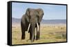 Elephant in Ngorongoro Conservation Area, Tanzania-Paul Souders-Framed Stretched Canvas