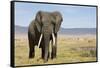 Elephant in Ngorongoro Conservation Area, Tanzania-Paul Souders-Framed Stretched Canvas