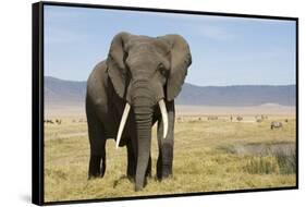 Elephant in Ngorongoro Conservation Area, Tanzania-Paul Souders-Framed Stretched Canvas