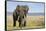 Elephant in Ngorongoro Conservation Area, Tanzania-Paul Souders-Framed Stretched Canvas