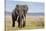 Elephant in Ngorongoro Conservation Area, Tanzania-Paul Souders-Stretched Canvas