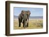 Elephant in Ngorongoro Conservation Area, Tanzania-Paul Souders-Framed Premium Photographic Print