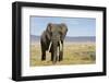 Elephant in Ngorongoro Conservation Area, Tanzania-Paul Souders-Framed Premium Photographic Print