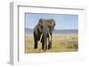 Elephant in Ngorongoro Conservation Area, Tanzania-Paul Souders-Framed Premium Photographic Print