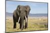 Elephant in Ngorongoro Conservation Area, Tanzania-Paul Souders-Mounted Premium Photographic Print