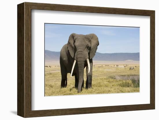 Elephant in Ngorongoro Conservation Area, Tanzania-Paul Souders-Framed Photographic Print