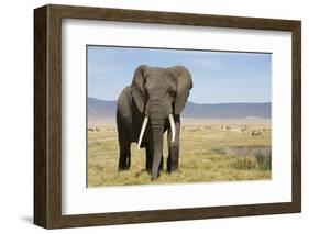 Elephant in Ngorongoro Conservation Area, Tanzania-Paul Souders-Framed Photographic Print