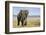 Elephant in Ngorongoro Conservation Area, Tanzania-Paul Souders-Framed Photographic Print