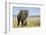 Elephant in Ngorongoro Conservation Area, Tanzania-Paul Souders-Framed Photographic Print