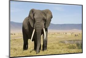 Elephant in Ngorongoro Conservation Area, Tanzania-Paul Souders-Mounted Photographic Print