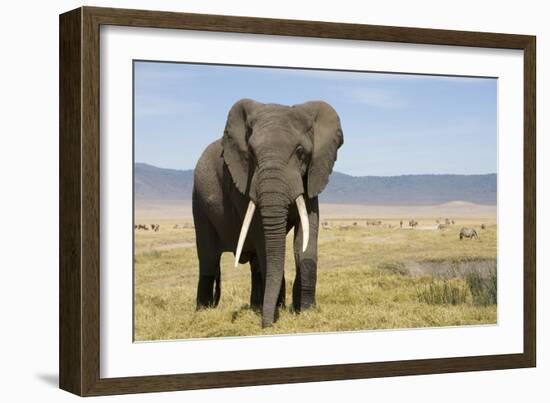 Elephant in Ngorongoro Conservation Area, Tanzania-Paul Souders-Framed Photographic Print