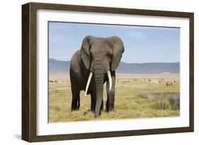 Elephant in Ngorongoro Conservation Area, Tanzania-Paul Souders-Framed Photographic Print