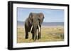 Elephant in Ngorongoro Conservation Area, Tanzania-Paul Souders-Framed Photographic Print