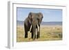 Elephant in Ngorongoro Conservation Area, Tanzania-Paul Souders-Framed Photographic Print