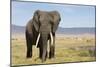 Elephant in Ngorongoro Conservation Area, Tanzania-Paul Souders-Mounted Photographic Print