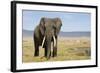 Elephant in Ngorongoro Conservation Area, Tanzania-Paul Souders-Framed Photographic Print