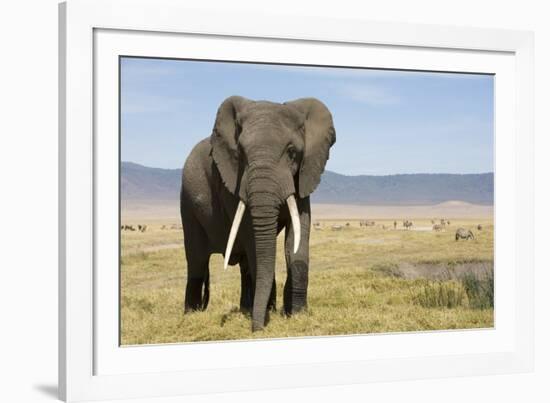 Elephant in Ngorongoro Conservation Area, Tanzania-Paul Souders-Framed Photographic Print