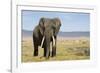 Elephant in Ngorongoro Conservation Area, Tanzania-Paul Souders-Framed Photographic Print