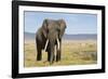 Elephant in Ngorongoro Conservation Area, Tanzania-Paul Souders-Framed Photographic Print