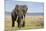 Elephant in Ngorongoro Conservation Area, Tanzania-Paul Souders-Mounted Photographic Print